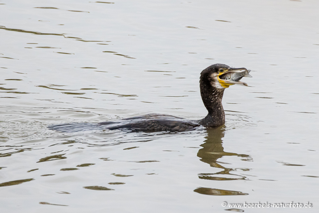 Kormoran