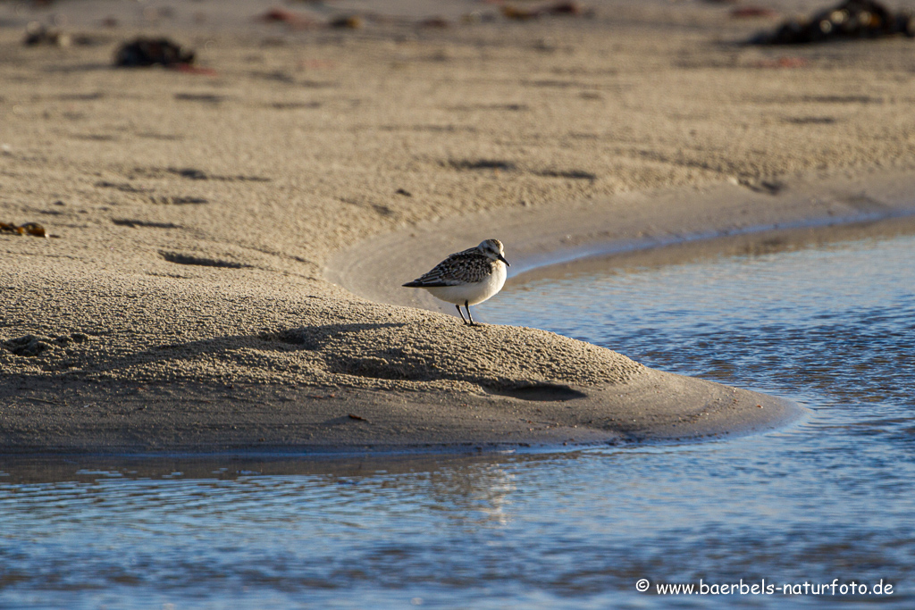 Sanderling