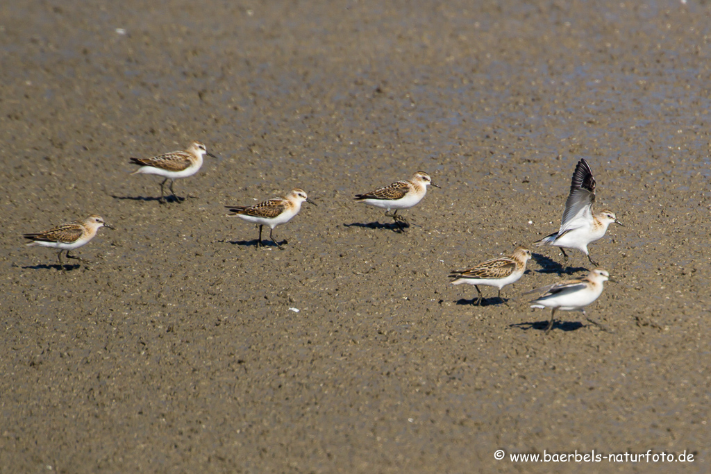 Sanderling