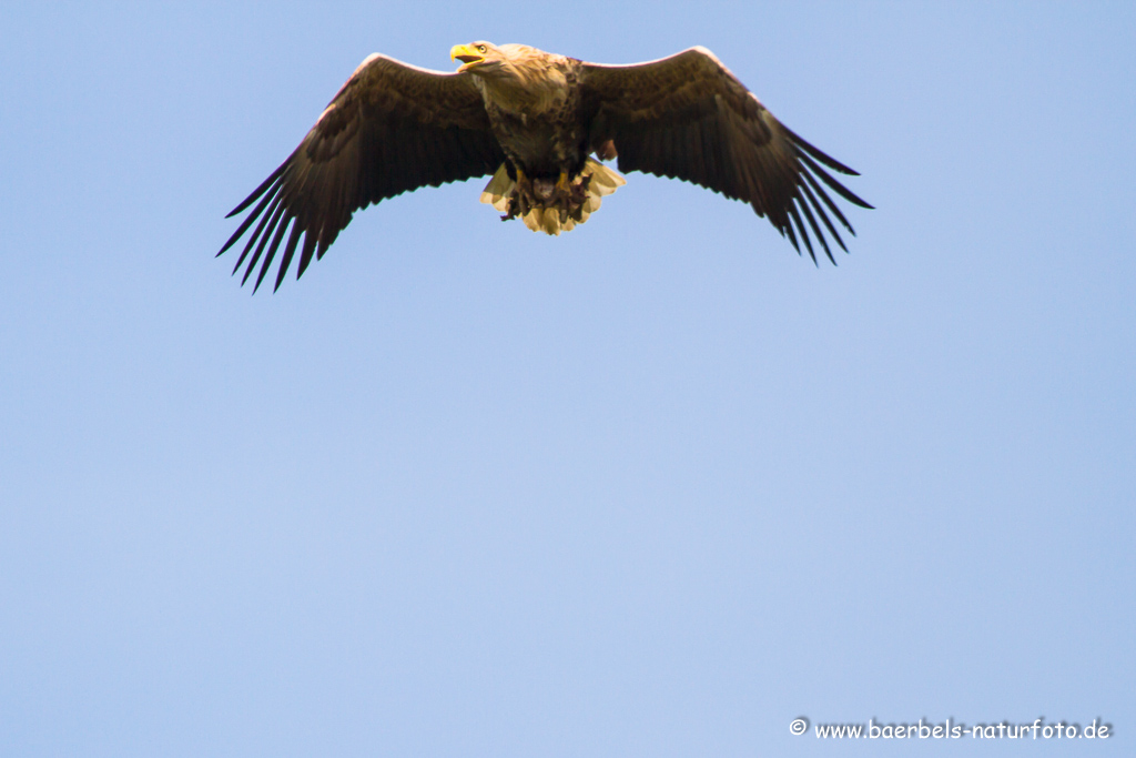 Seeadler