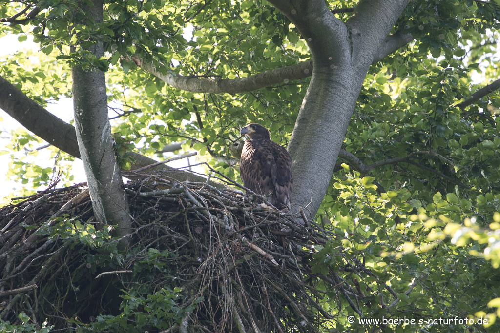 Seeadler