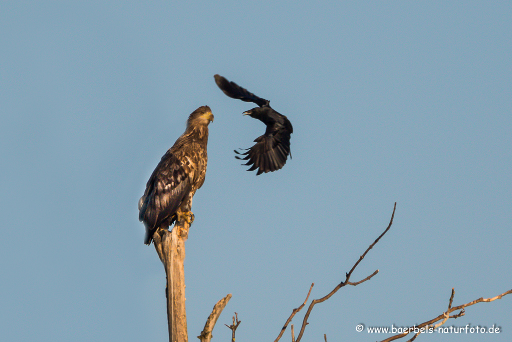 Seeadler