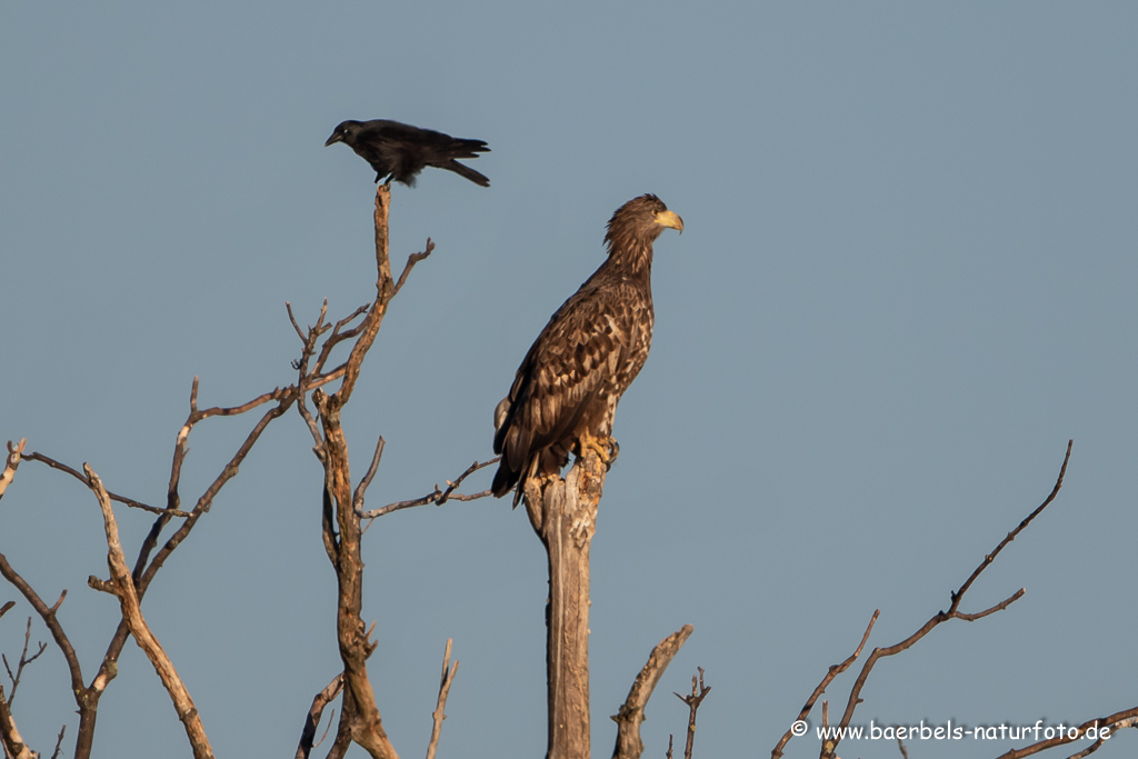 Seeadler