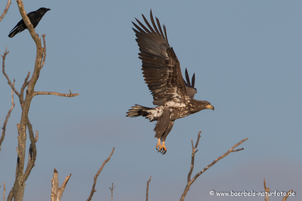 Seeadler