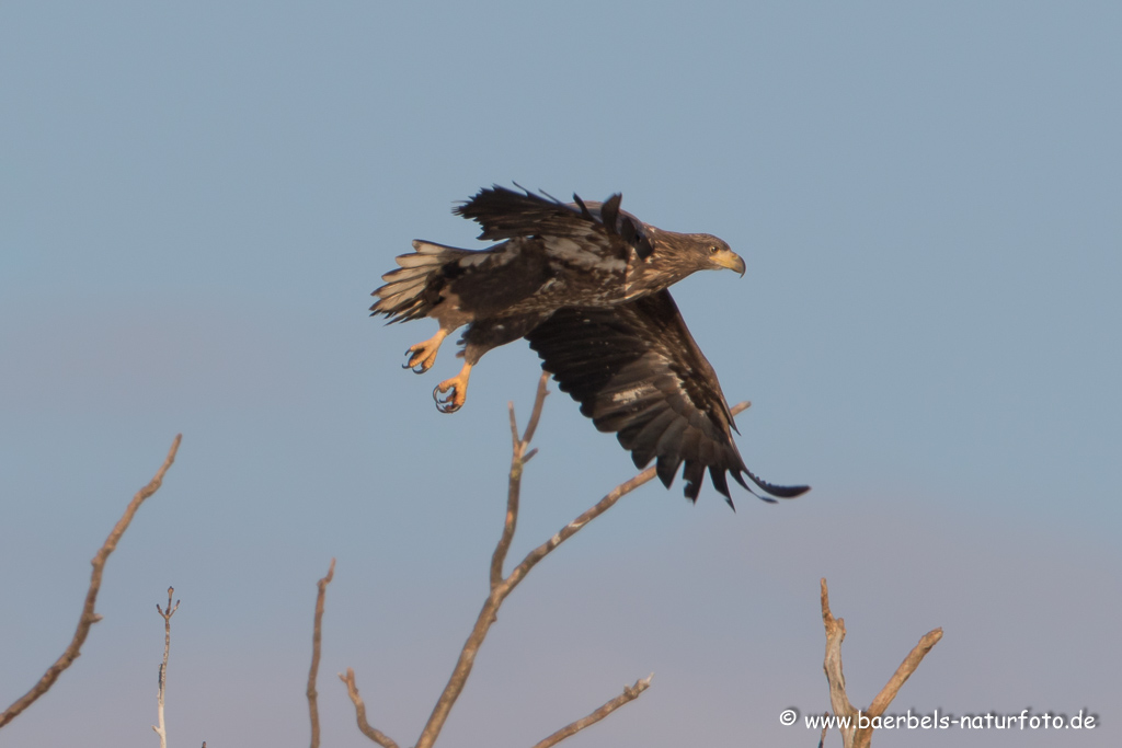 Seeadler