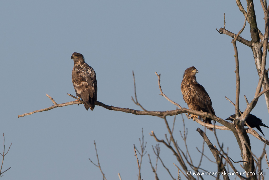 Seeadler