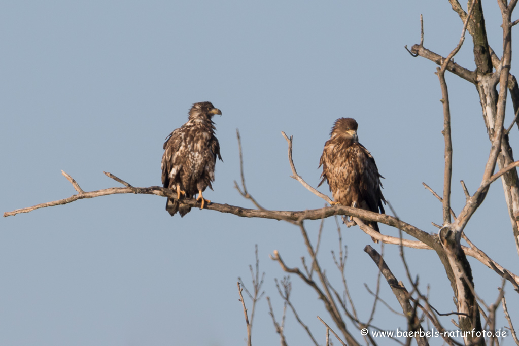 Seeadler