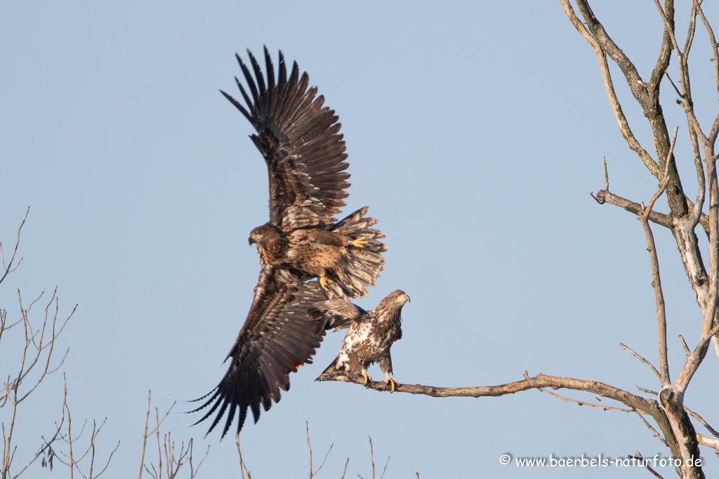 Seeadler