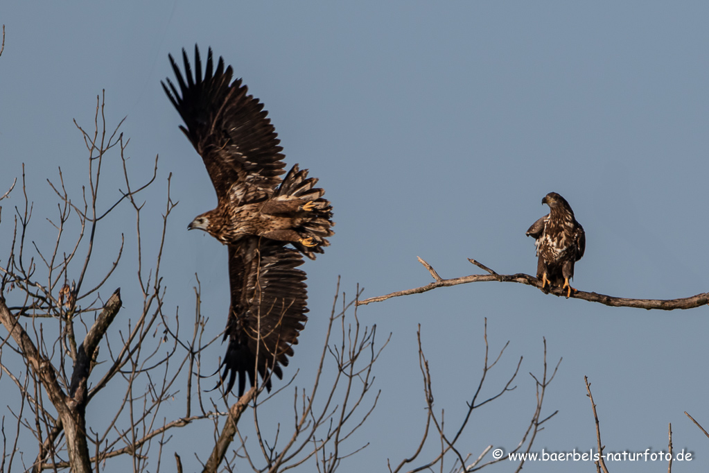 Seeadler