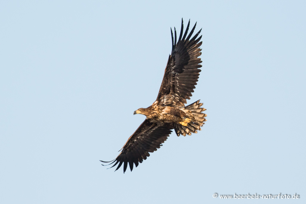 Seeadler