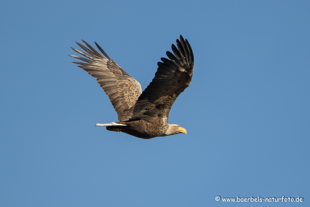 Seeadler