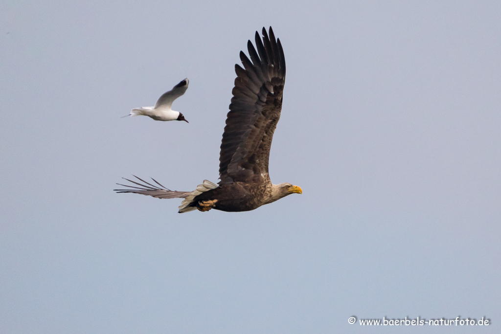 Seeadler