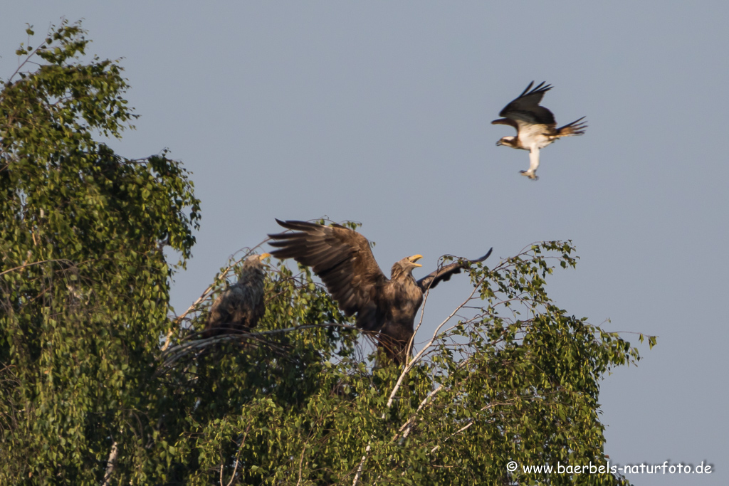 Seeadler