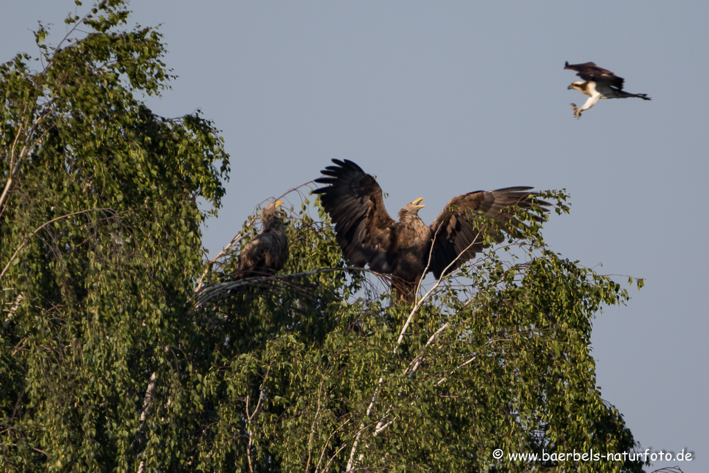 Seeadler