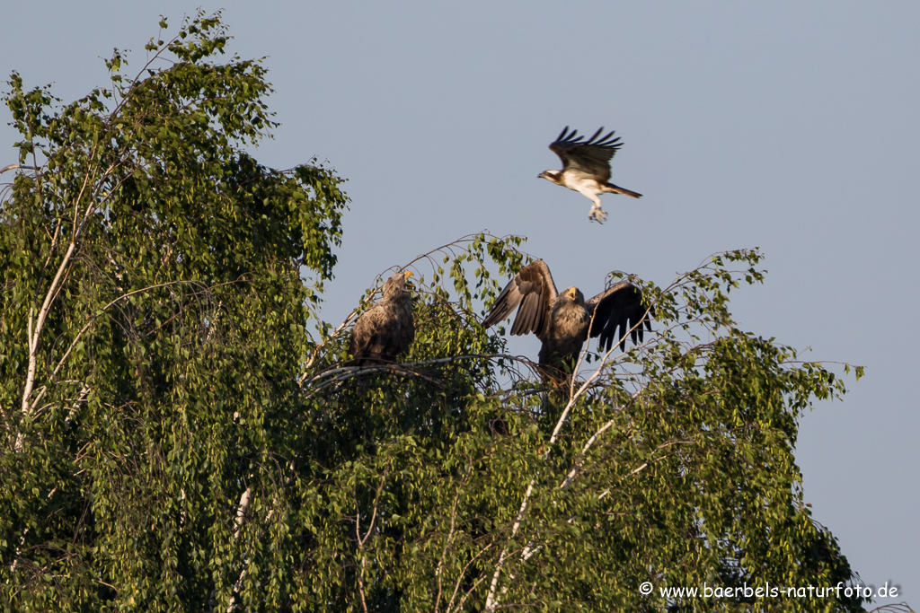 Seeadler