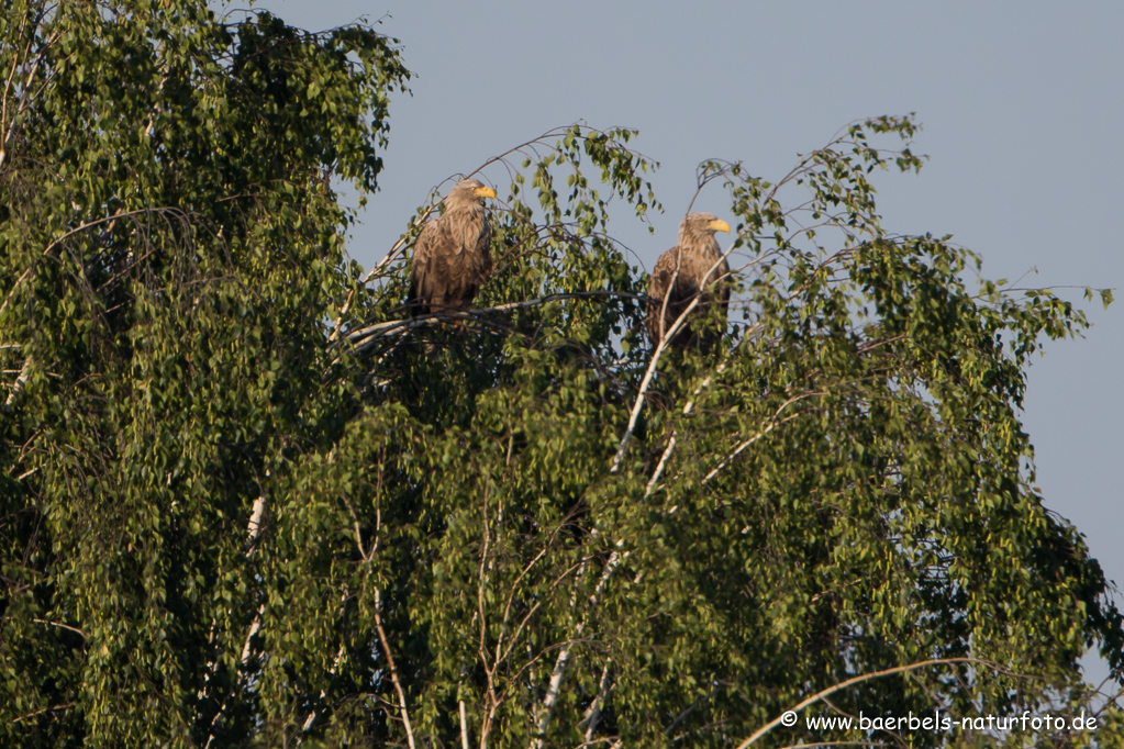 Seeadler