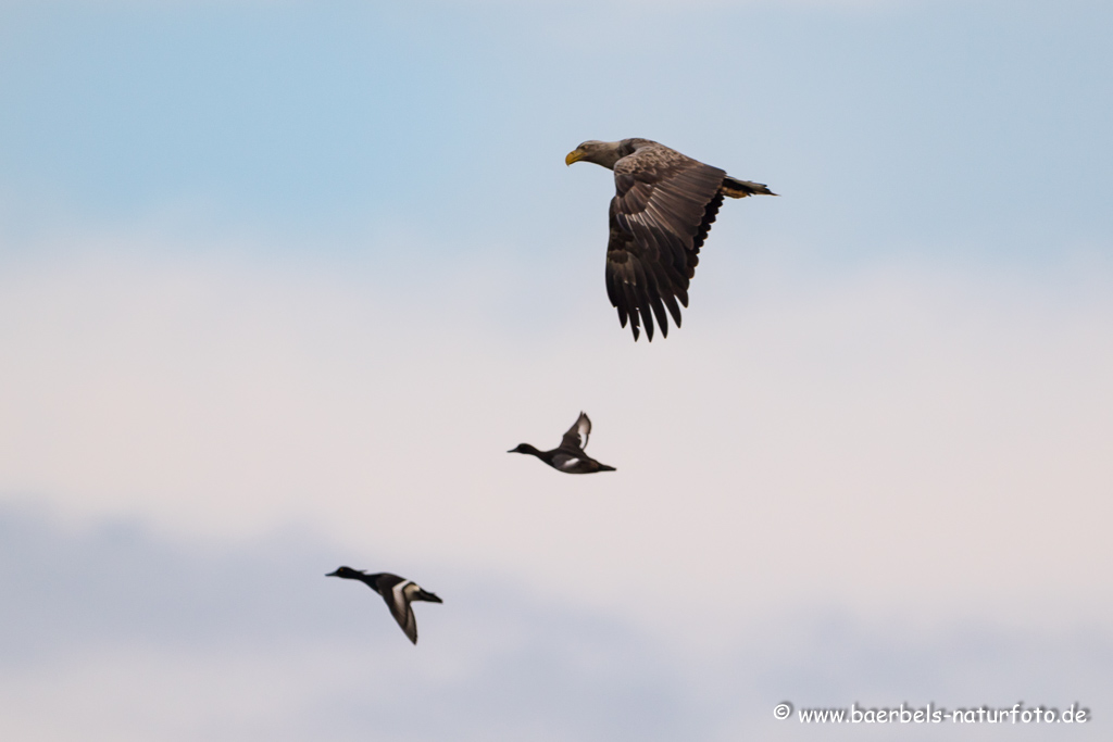 Seeadler