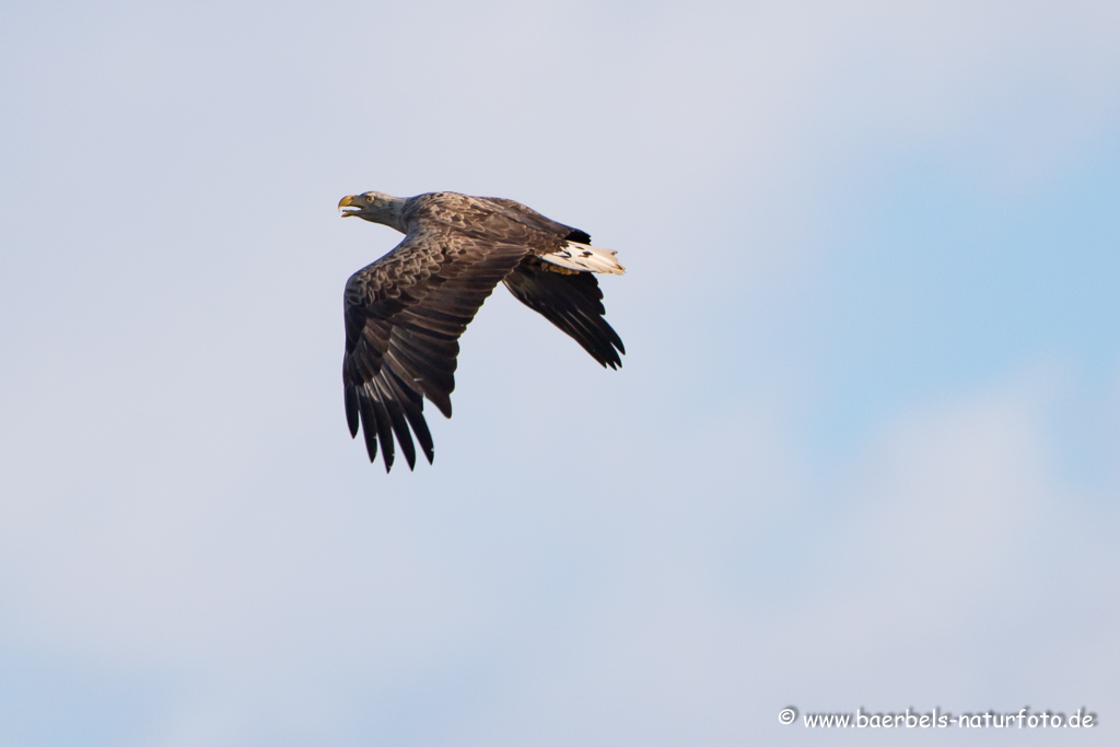 Seeadler