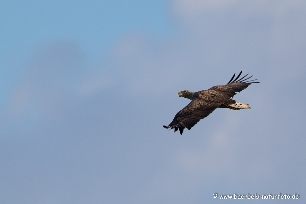 Seeadler