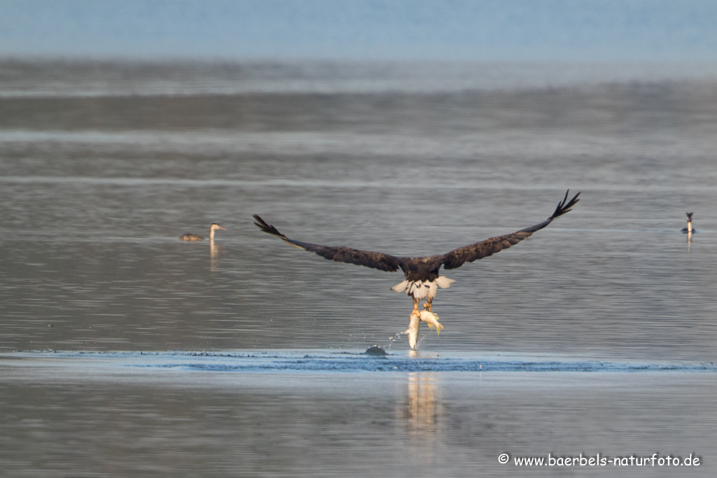 Seeadler