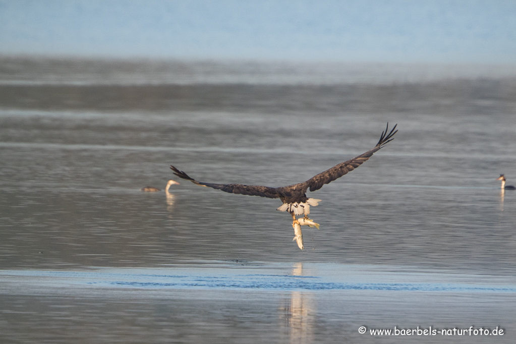 Seeadler