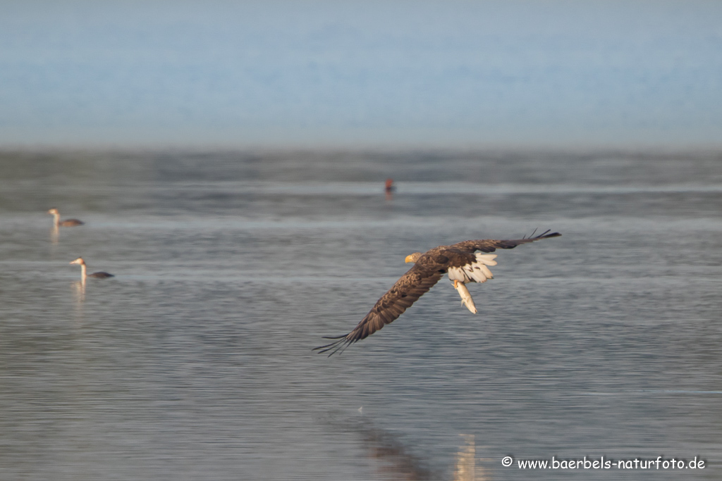 Seeadler