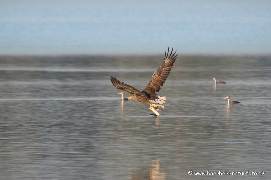 Seeadler