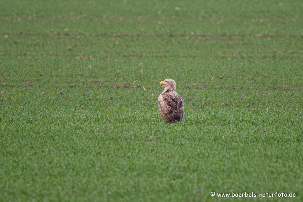 Seeadler