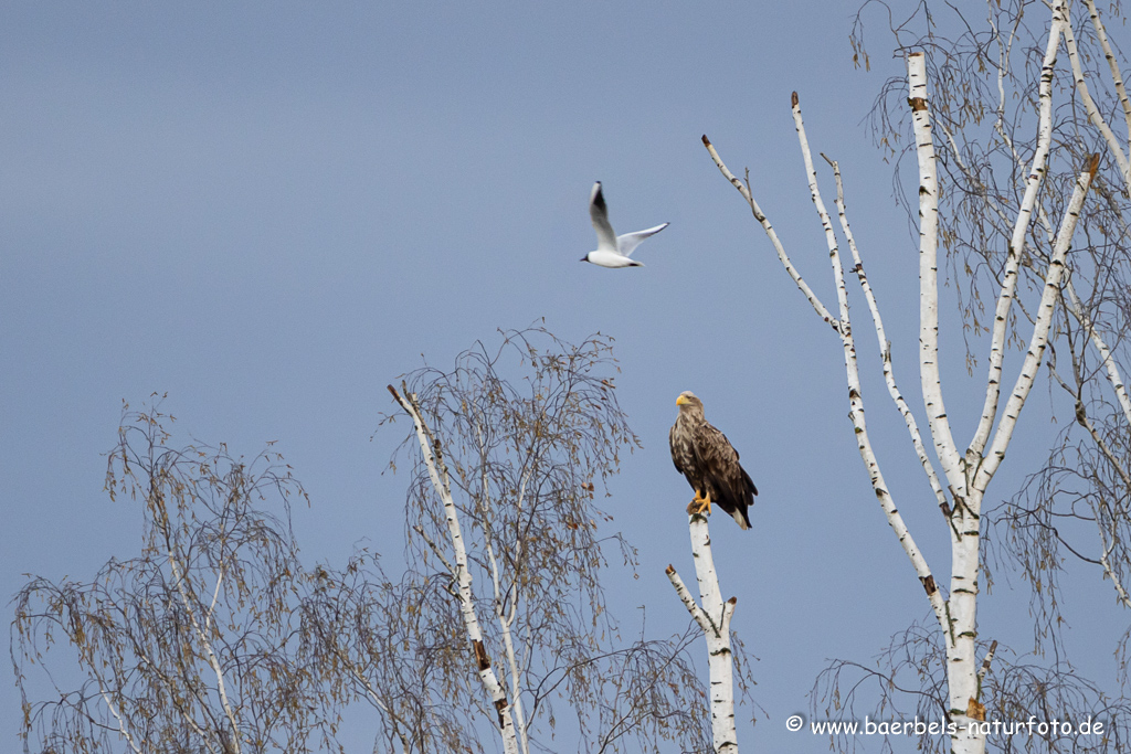 Seeadler