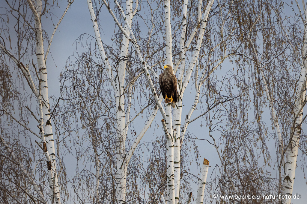 Seeadler