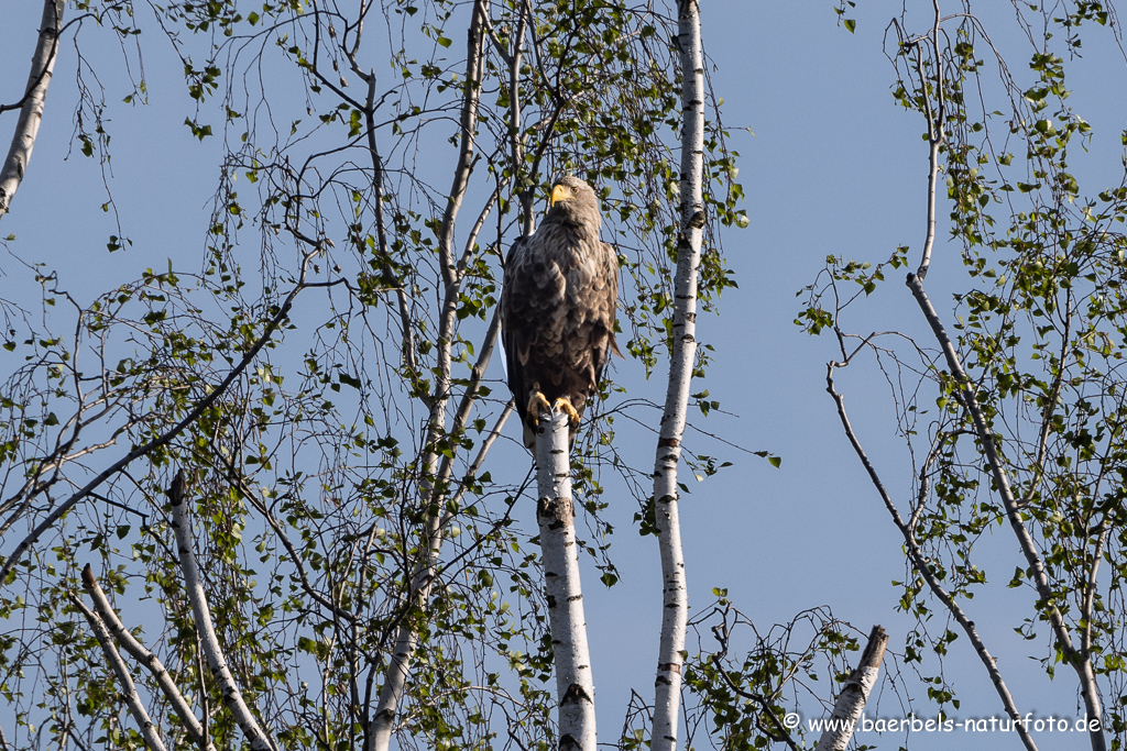 Seeadler