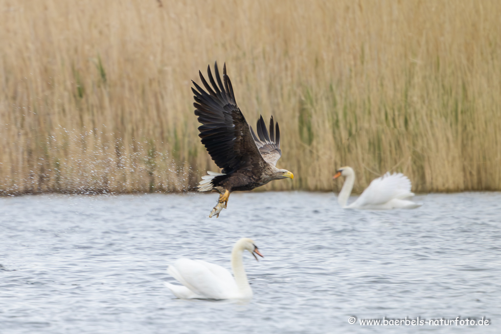 Seeadler