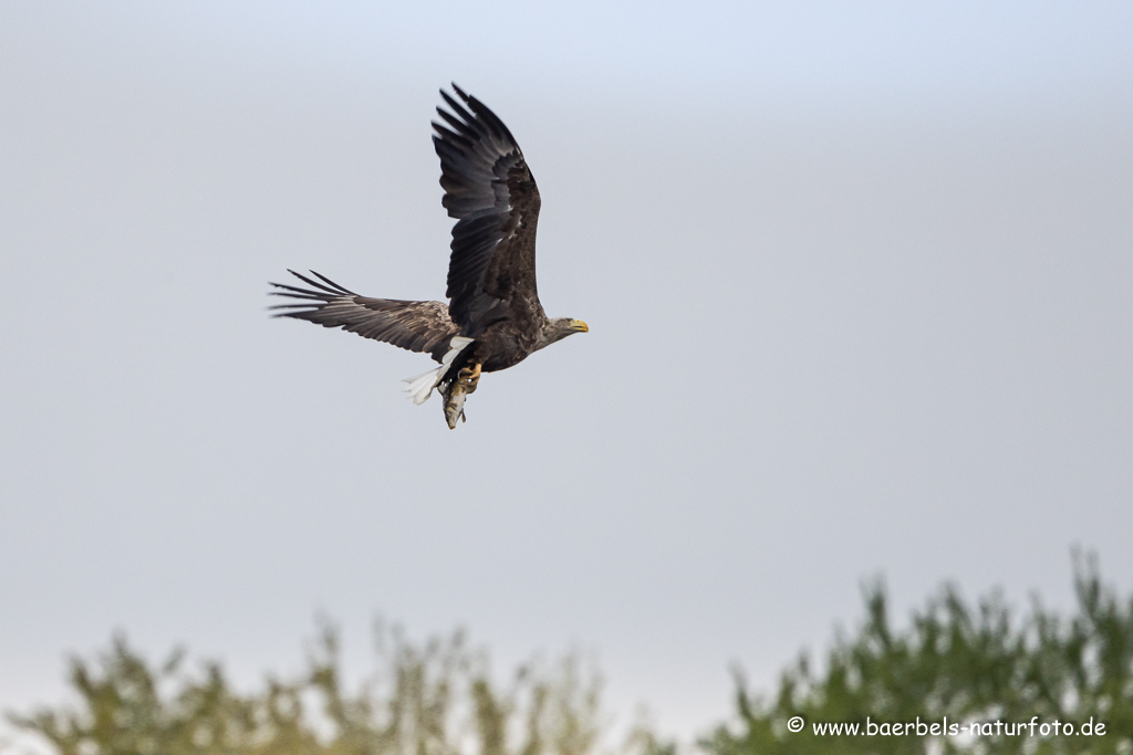 Seeadler