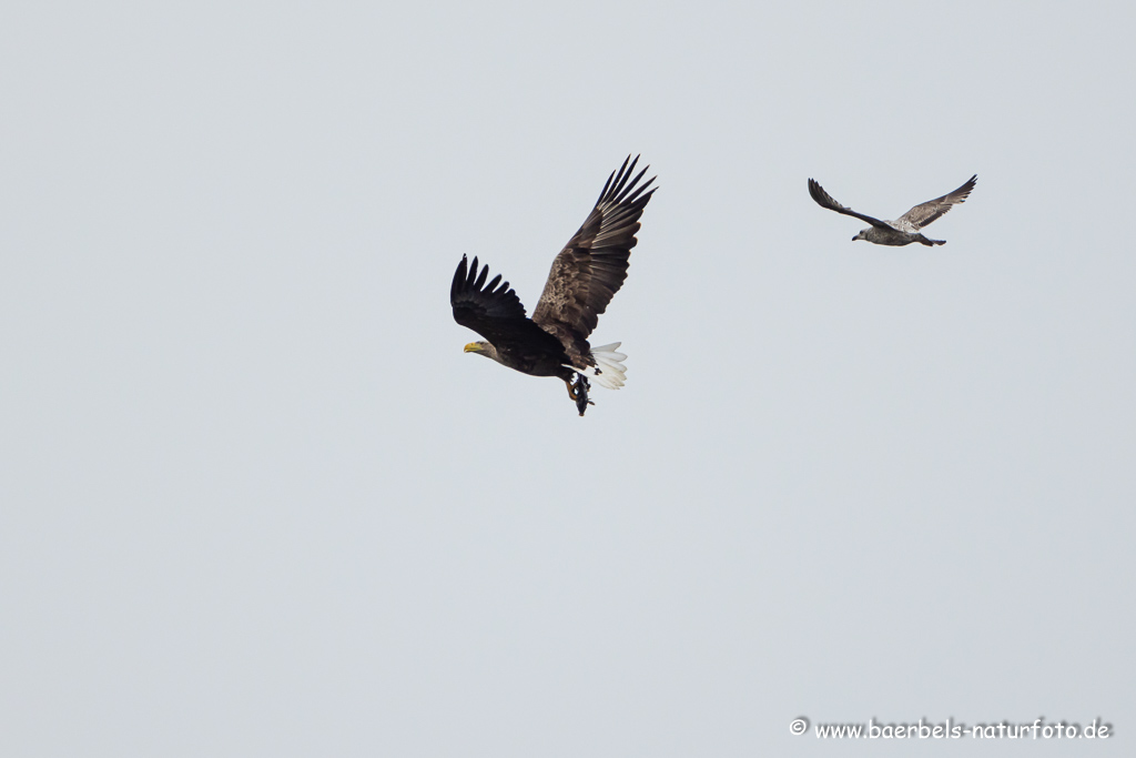 Seeadler