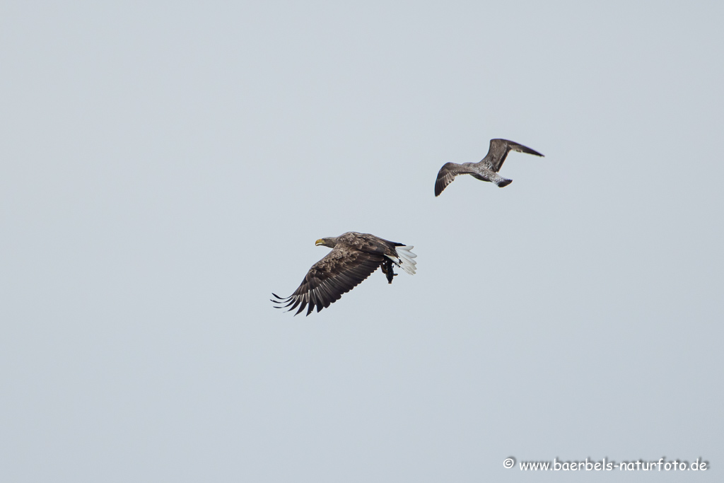 Seeadler