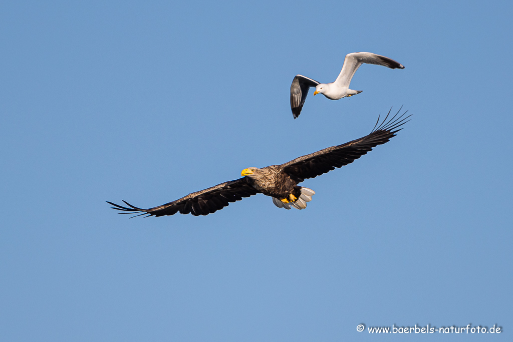 Seeadler