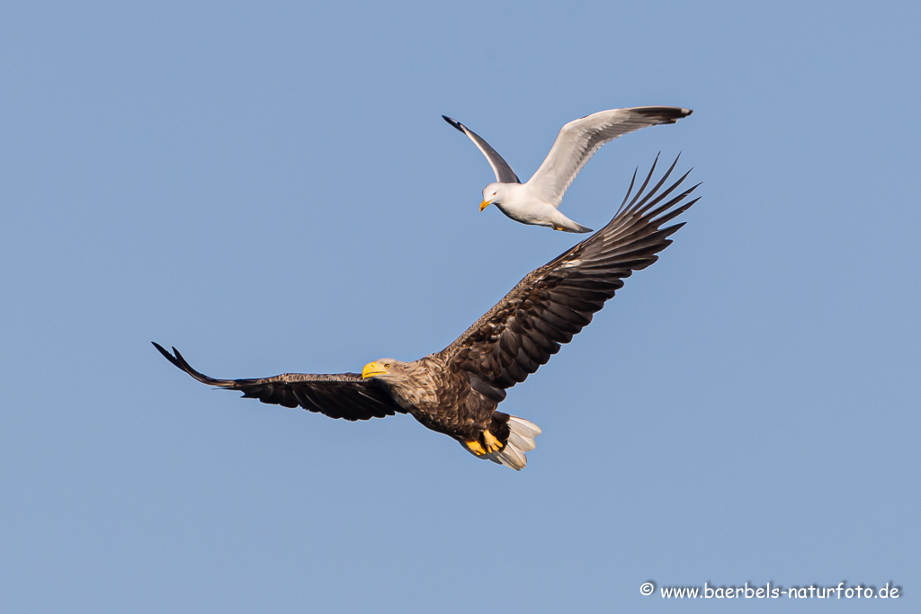 Seeadler