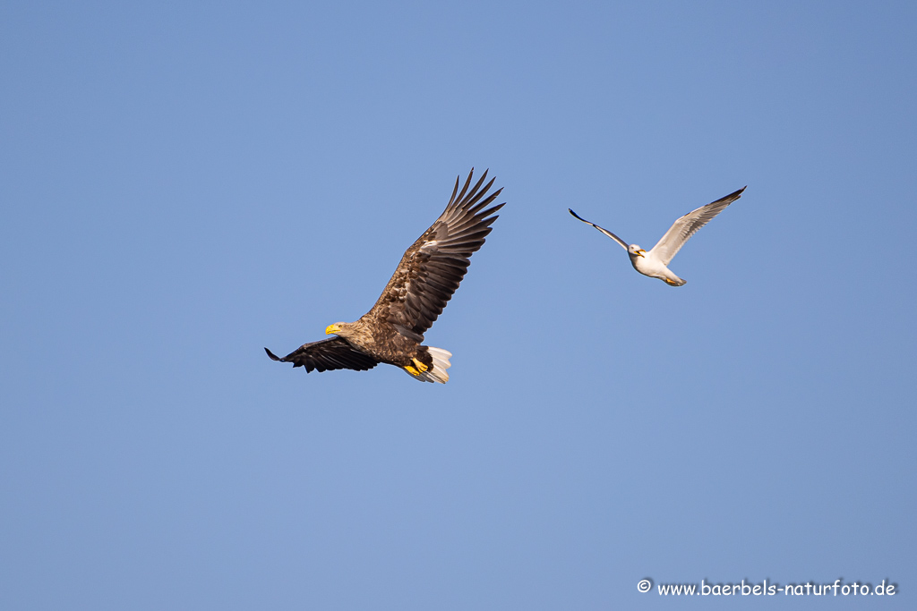 Seeadler