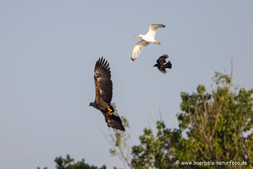 Seeadler