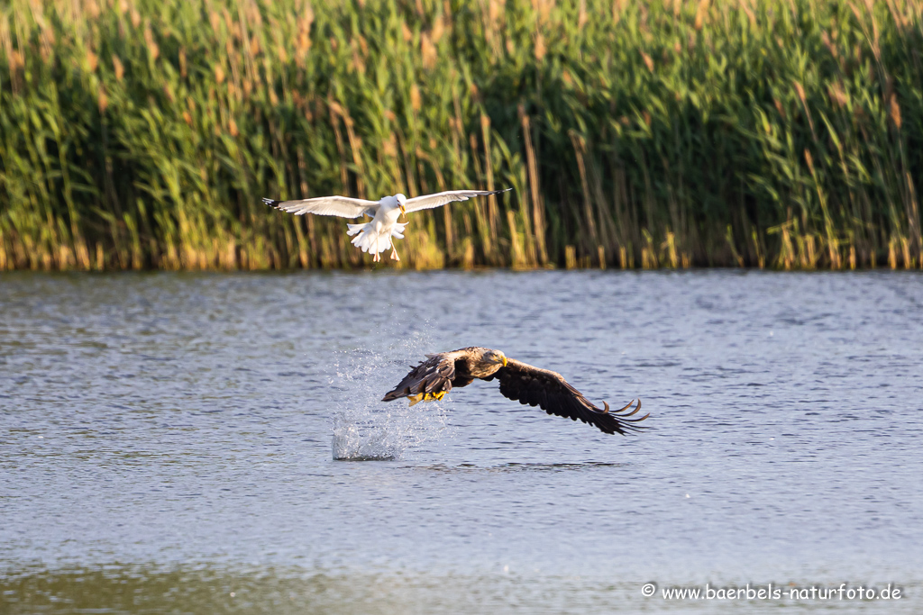 Seeadler