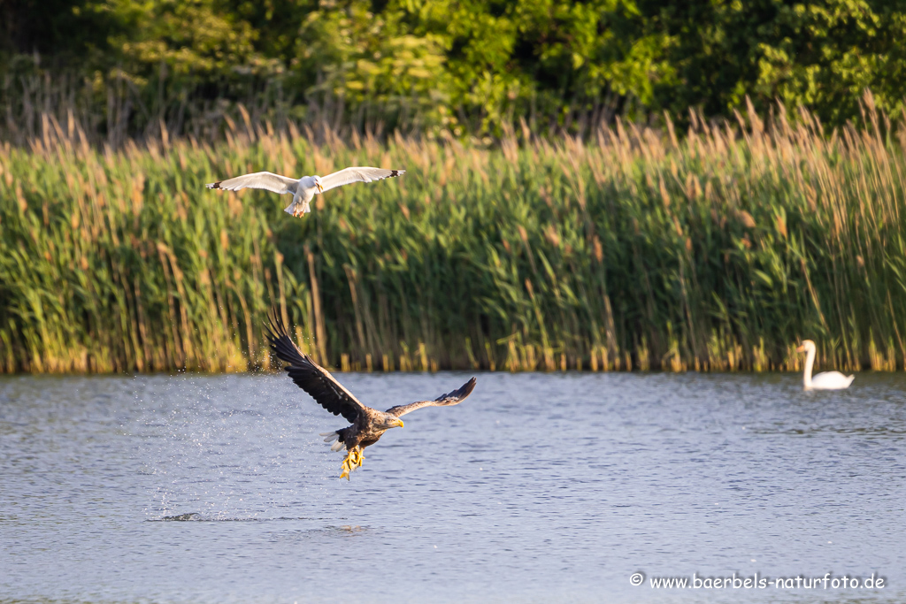 Seeadler