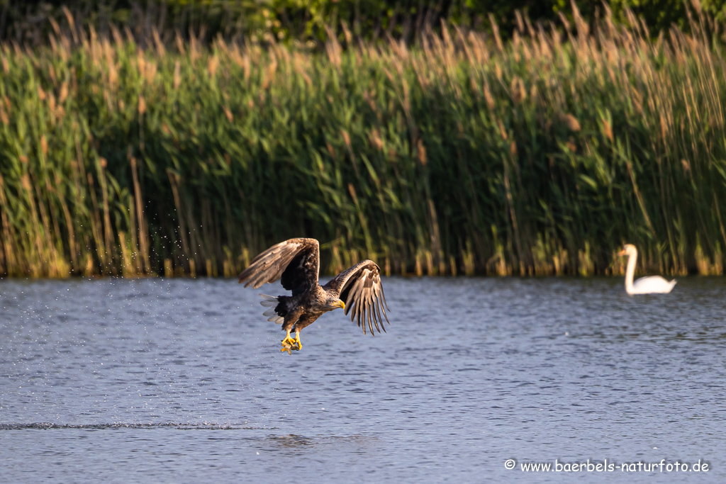 Seeadler