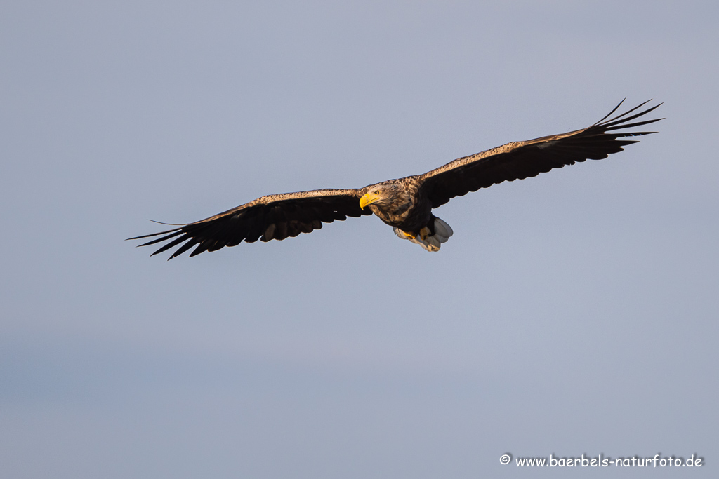 Seeadler