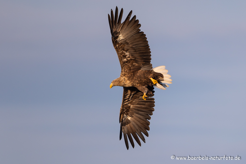 Seeadler