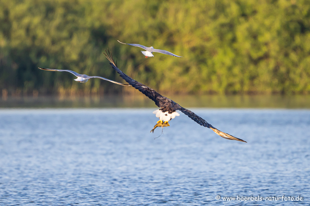 Seeadler