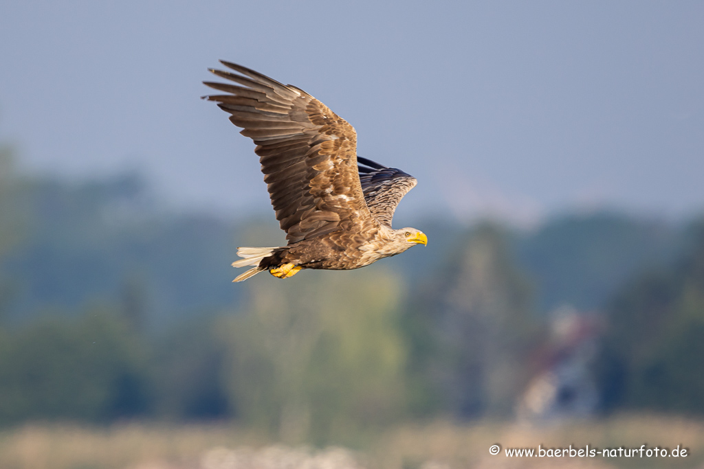 Seeadler