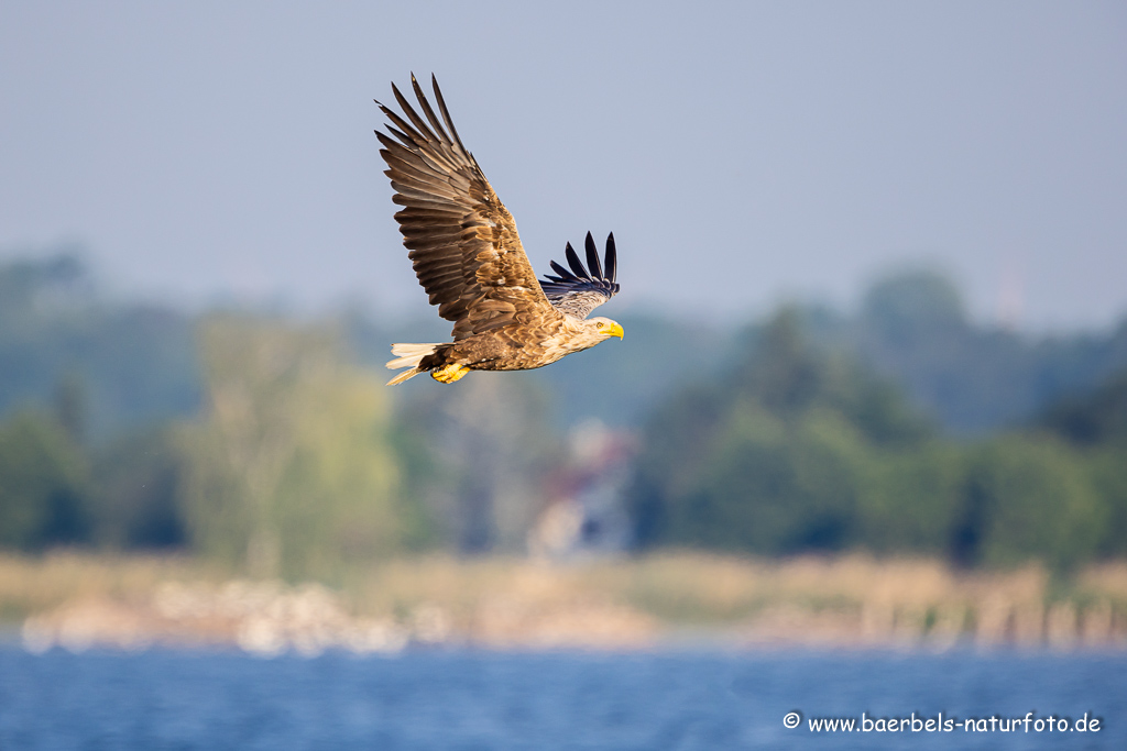 Seeadler