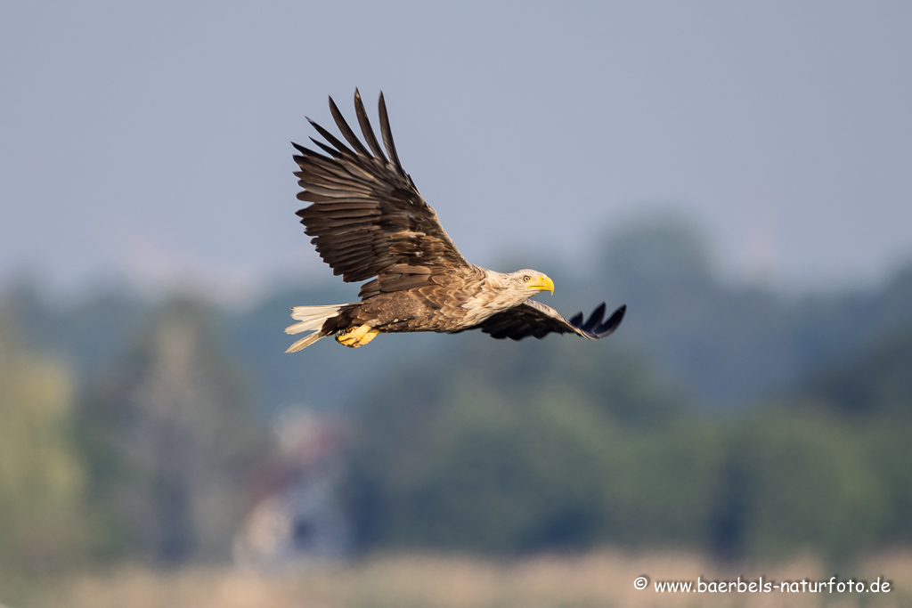 Seeadler