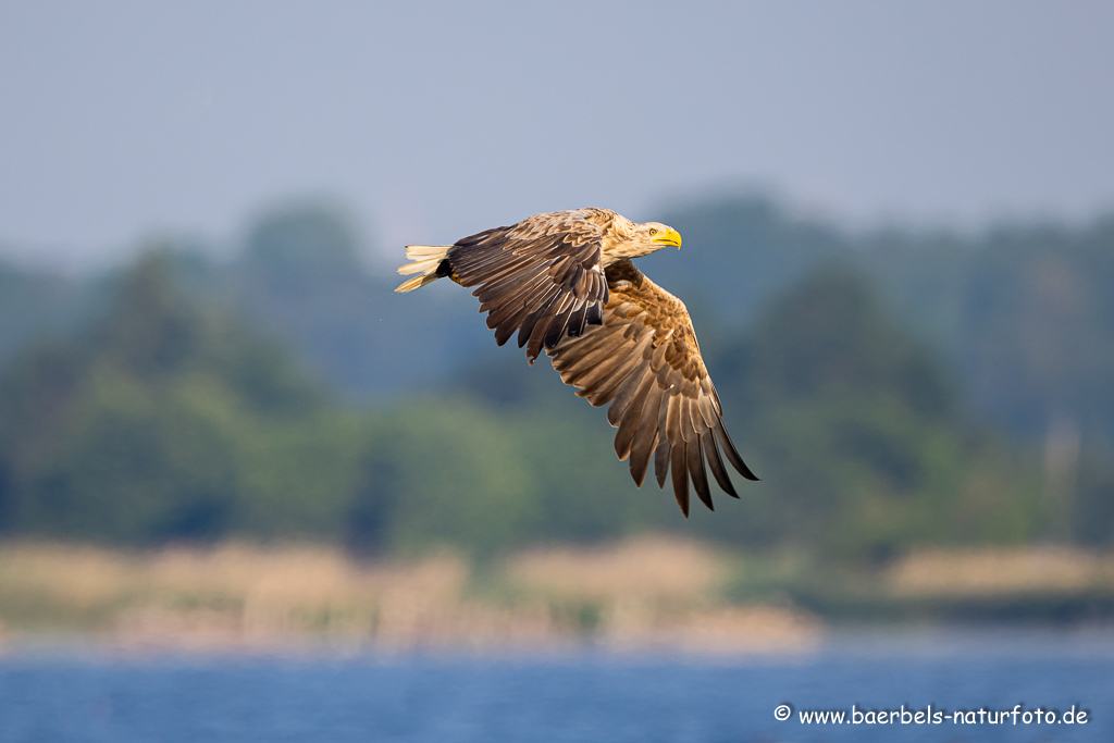 Seeadler