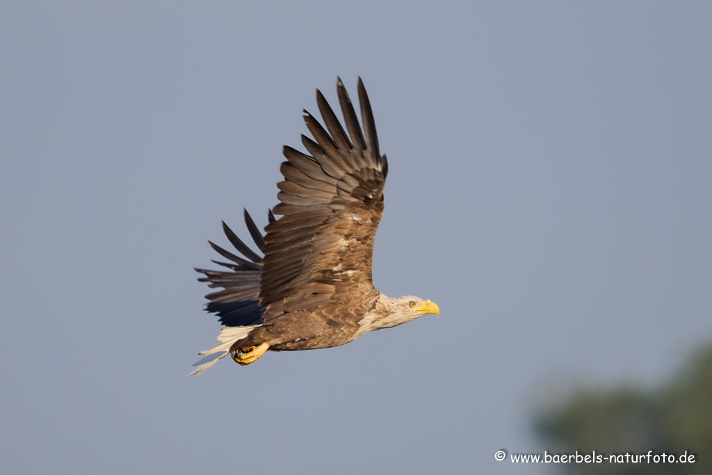 Seeadler